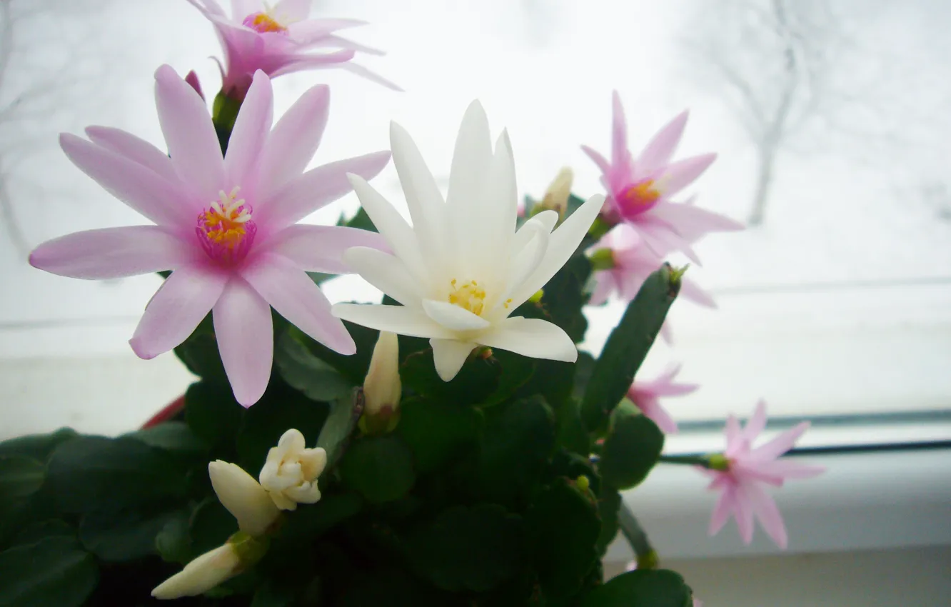Photo wallpaper flowering, March, Schlumbergera, Rodstvennik