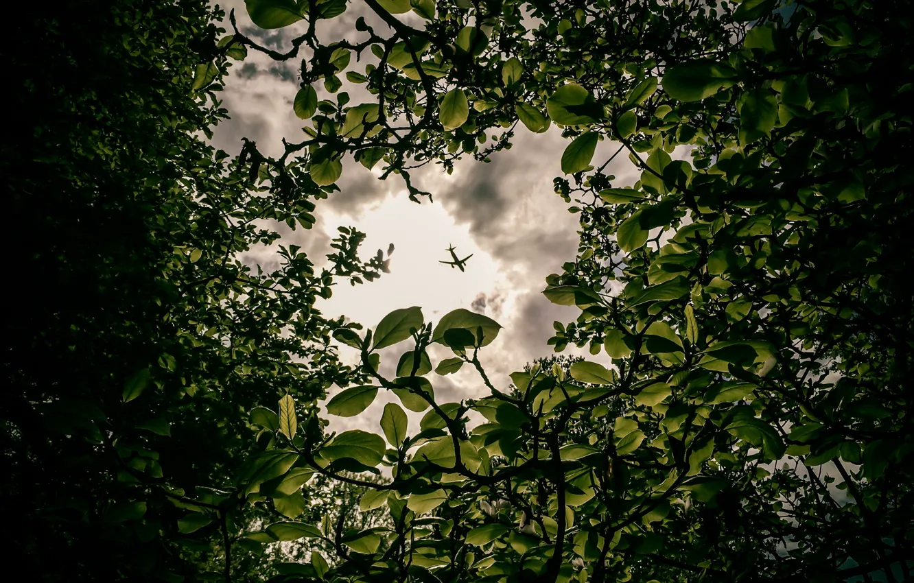Photo wallpaper leaves, trees, the plane