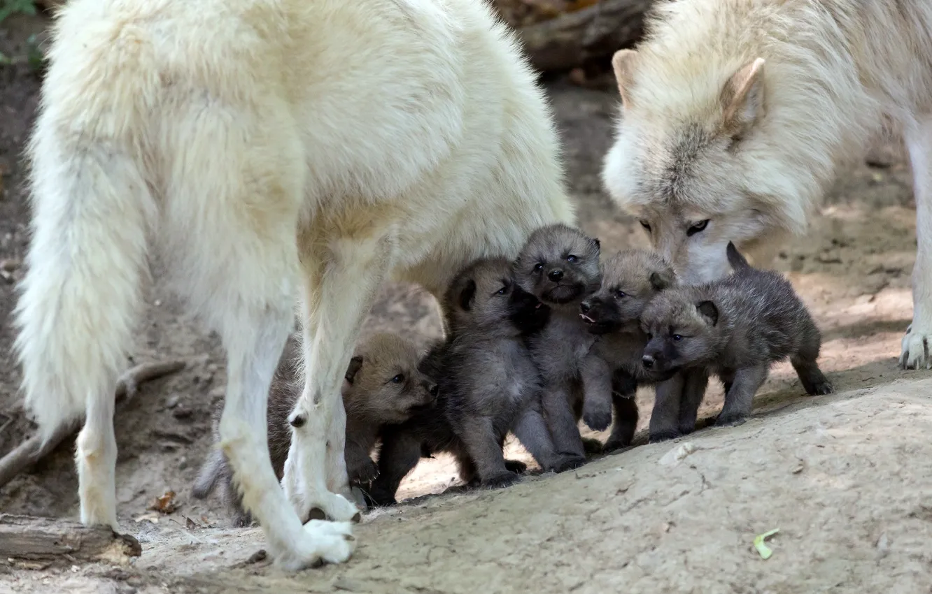 Photo wallpaper FAMILY, OFFSPRING, WOLF, KIDS, WOLF, The CUBS