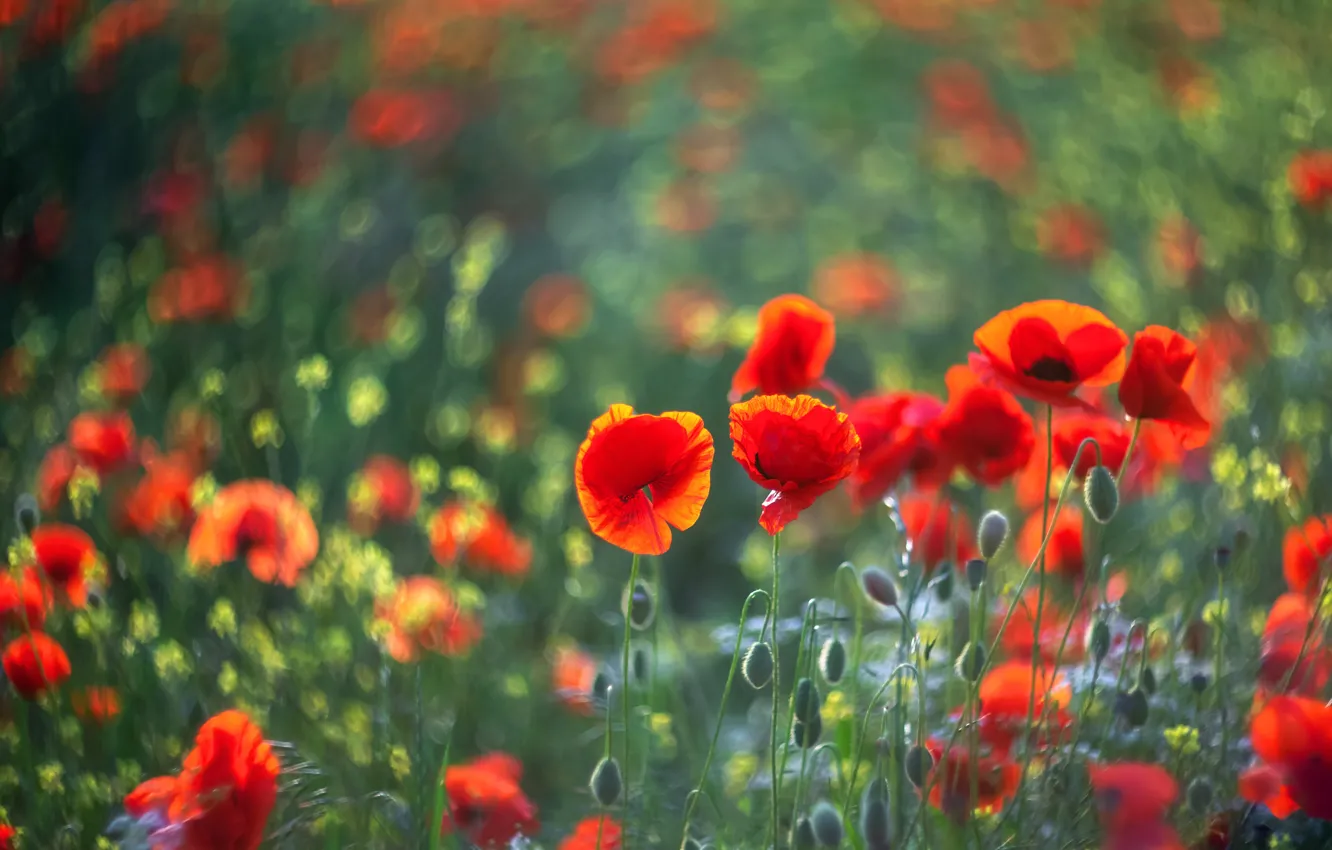 Photo wallpaper flowers, Maki, blur, bokeh, poppy field