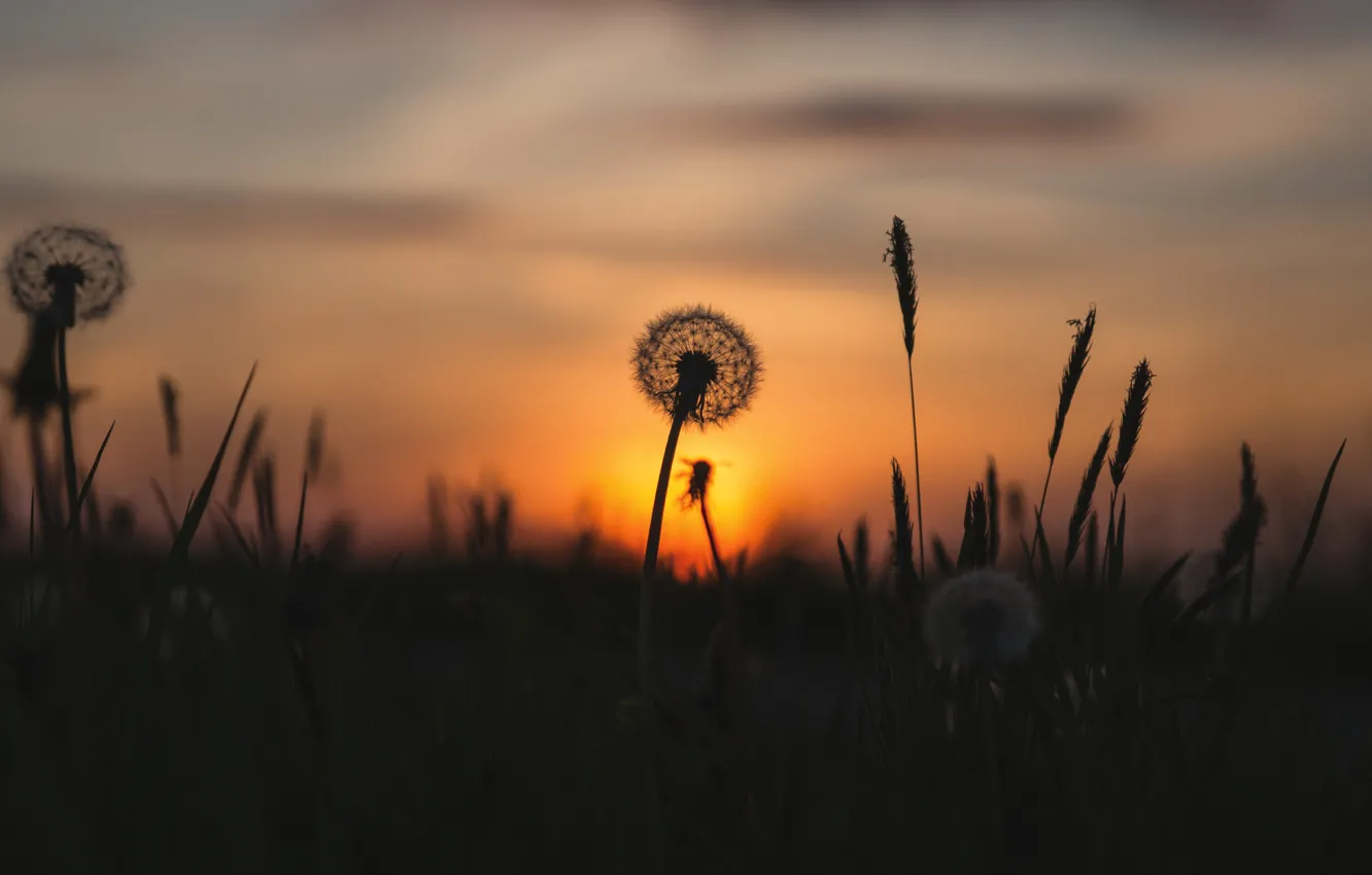 Photo wallpaper summer, the sky, sunset, flowers, dandelion, the evening