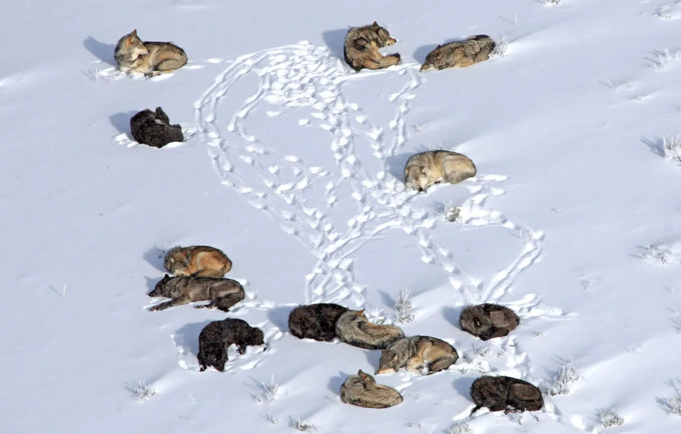 Photo wallpaper Predator, wolf, portrait, Wolf Pack, portrait., Canis lupus. face