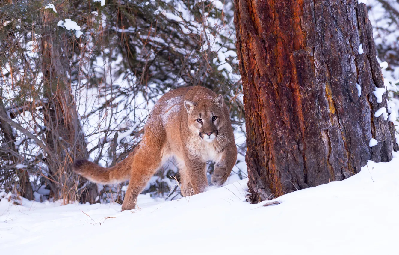 Photo wallpaper winter, forest, look, face, snow, trees, branches, nature