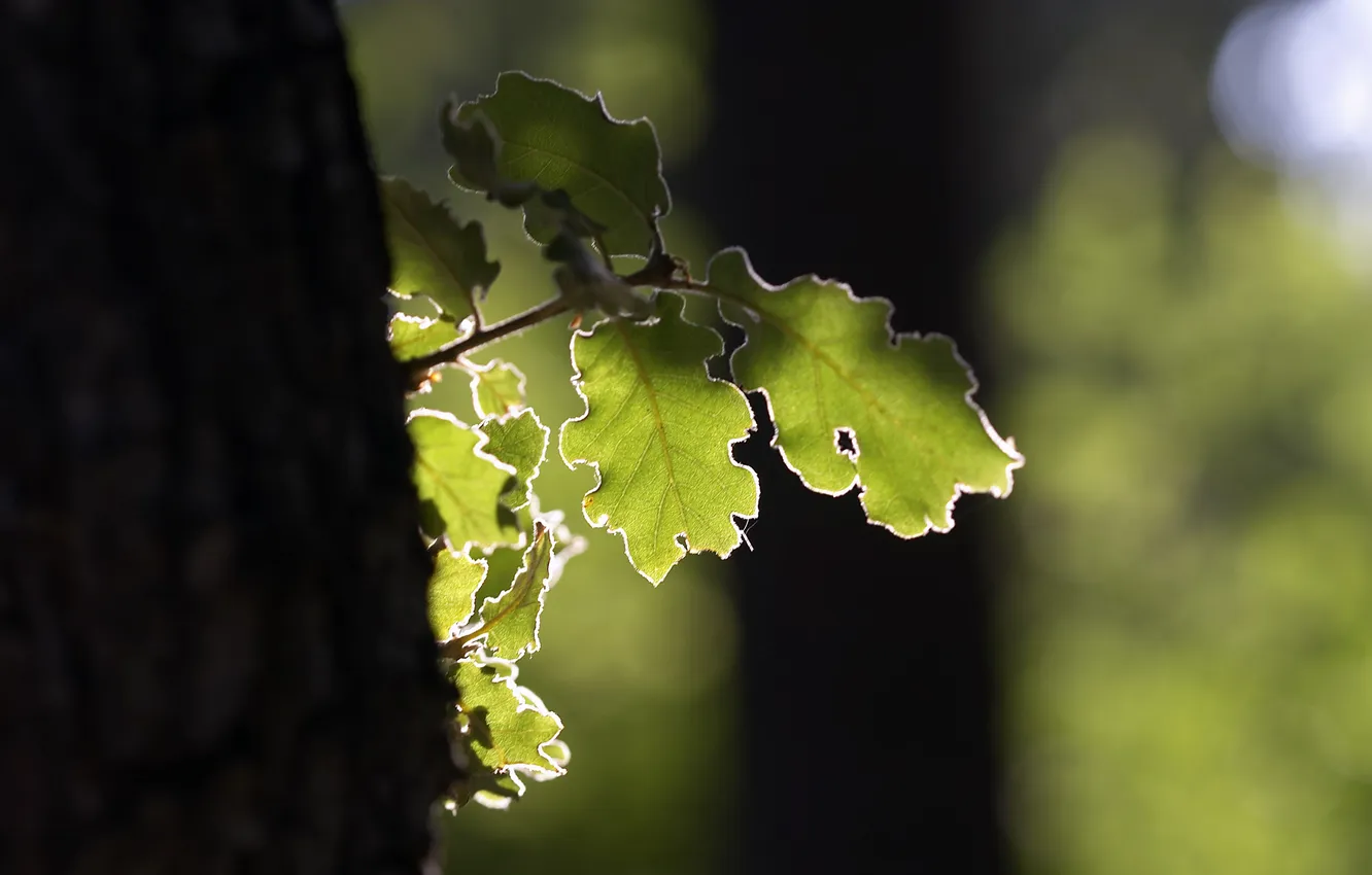 Photo wallpaper leaves, trees, Rostock, oak