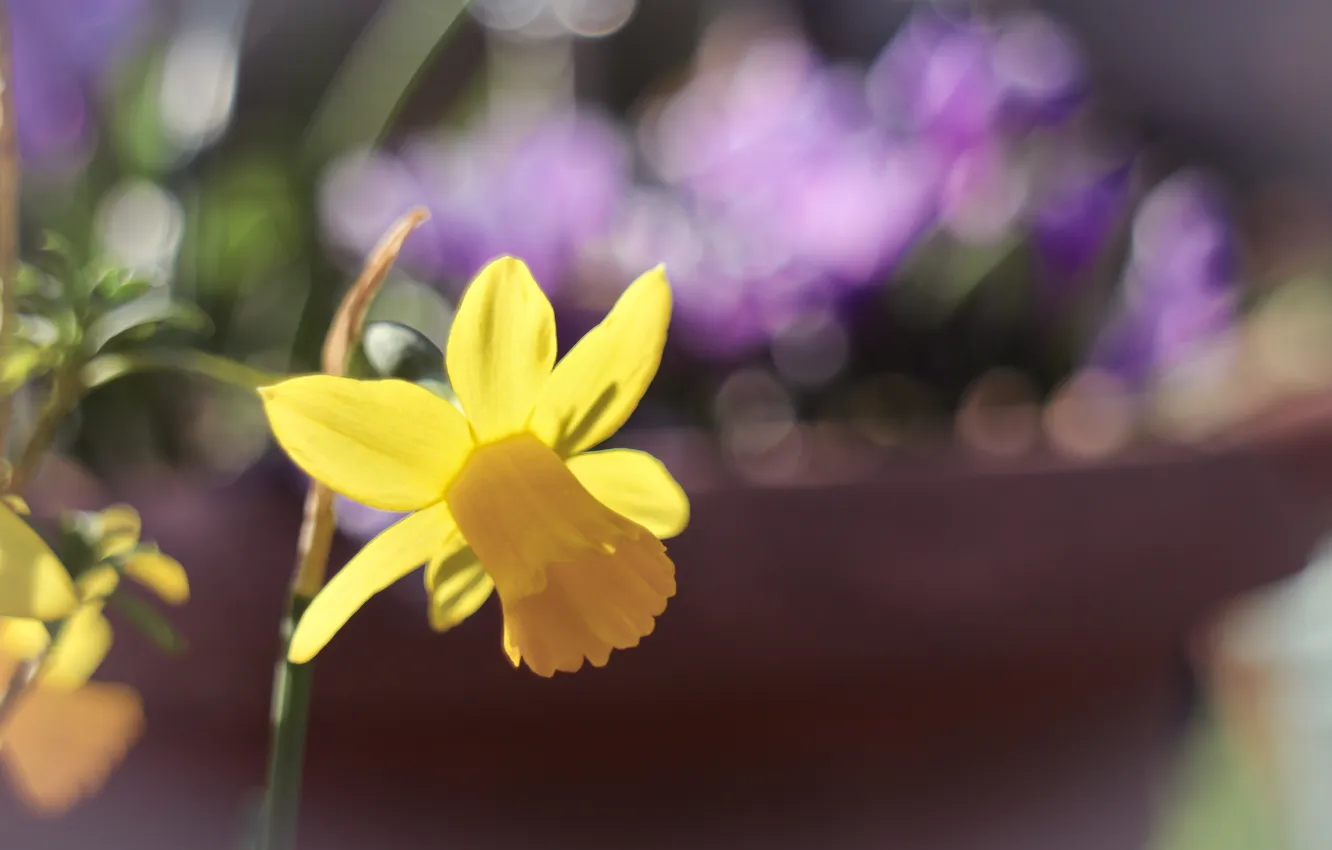 Photo wallpaper flower, yellow, petals, Narcissus