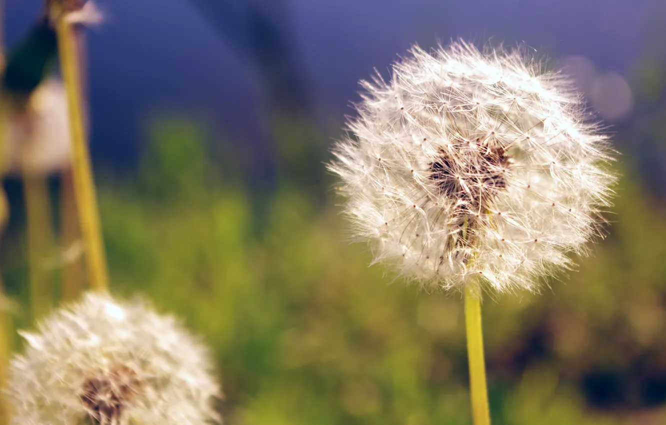 Photo wallpaper summer, macro, dandelion