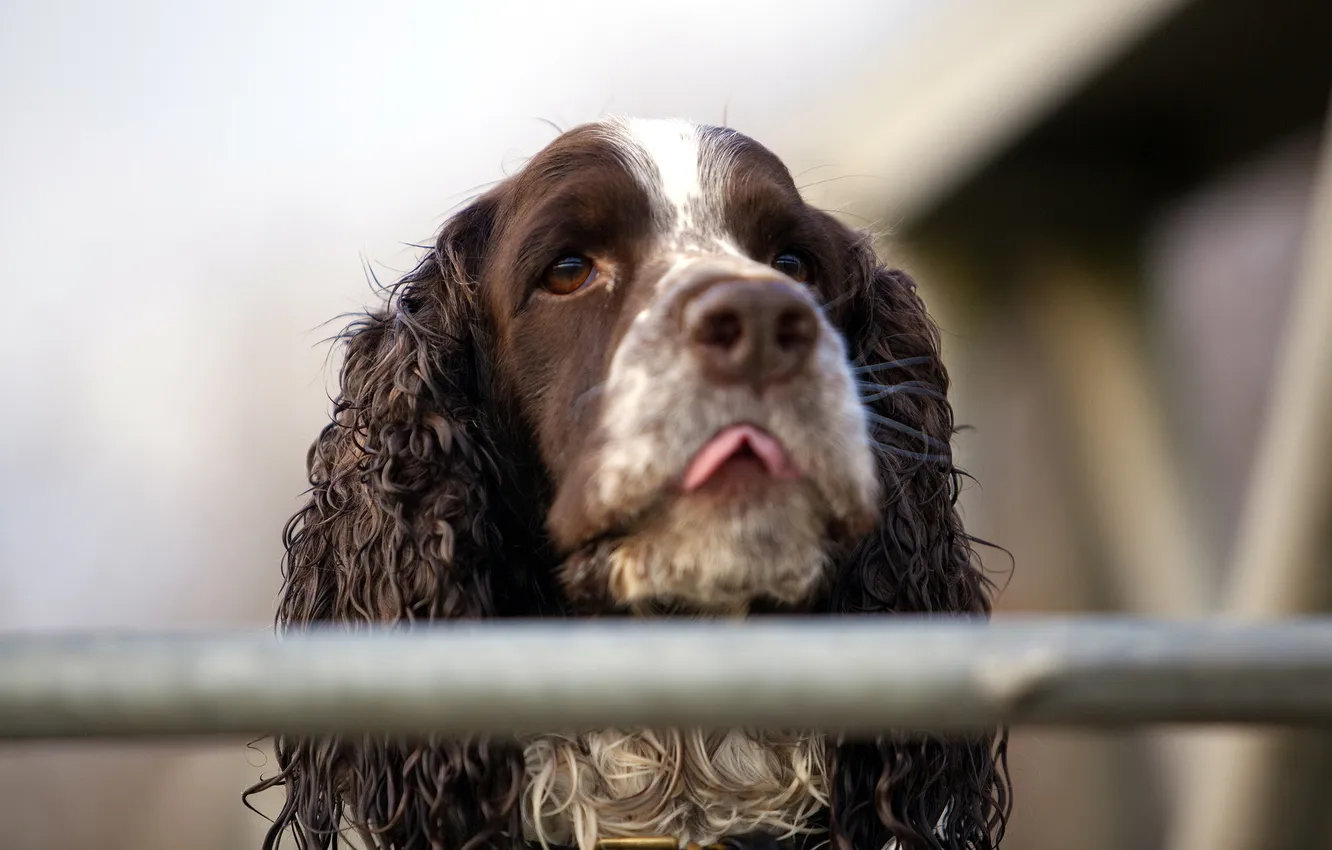 Photo wallpaper look, each, dog