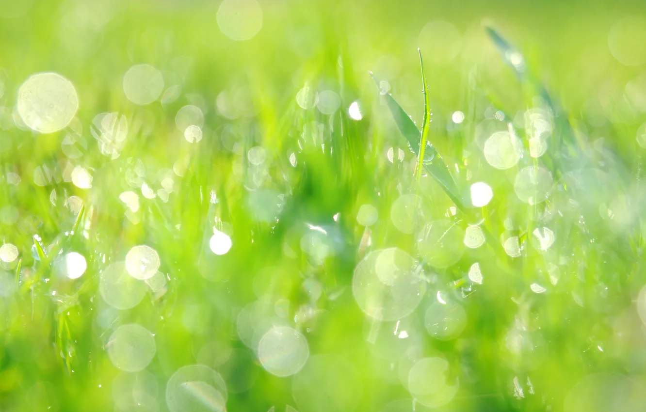 Photo wallpaper greens, summer, grass, squirt