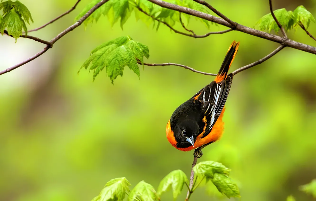 Photo wallpaper leaves, branches, background, bird, Baltimore colored troupial, Baltimore Oriole