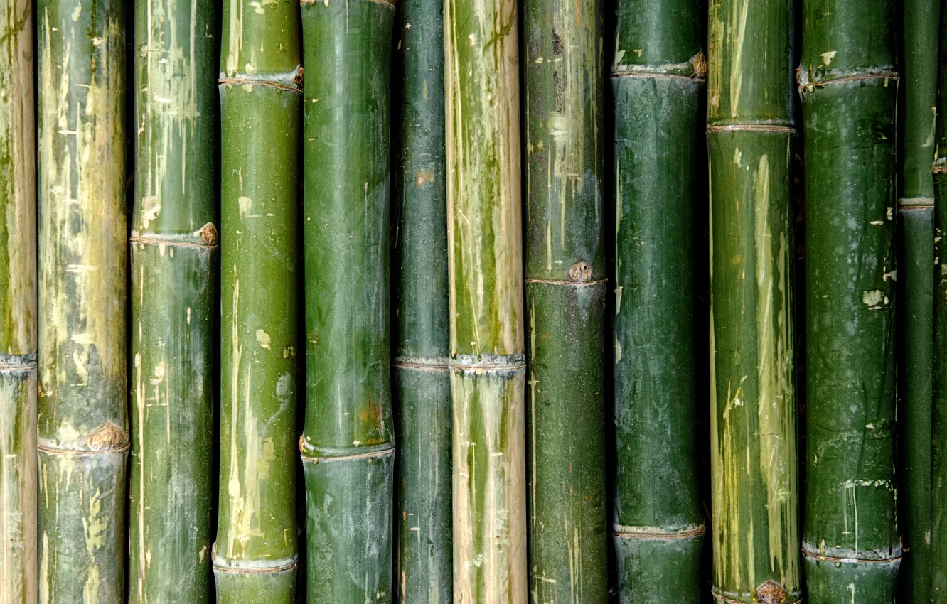 Photo wallpaper green, Bamboo, pattern