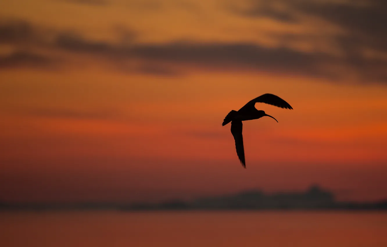 Photo wallpaper sunset, background, silhouette, Eurasian Curlew