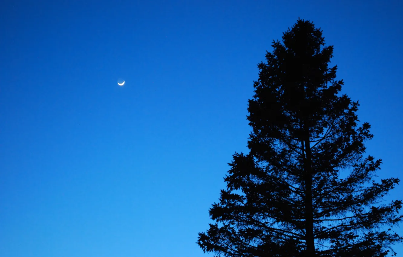 Photo wallpaper the sky, the moon, moon, twilight, sky, pine, pine