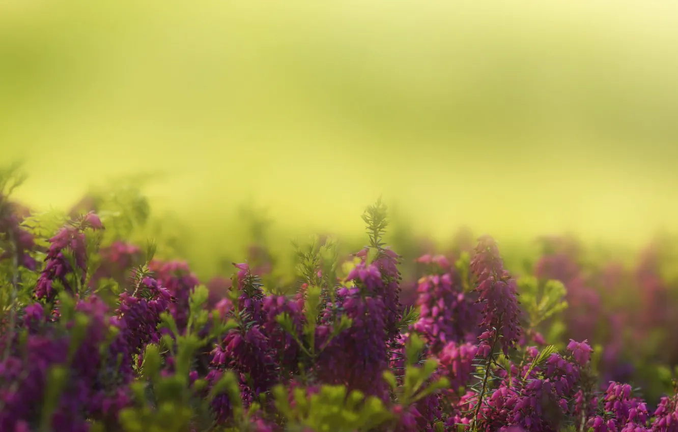 Photo wallpaper flowers, garden, bokeh