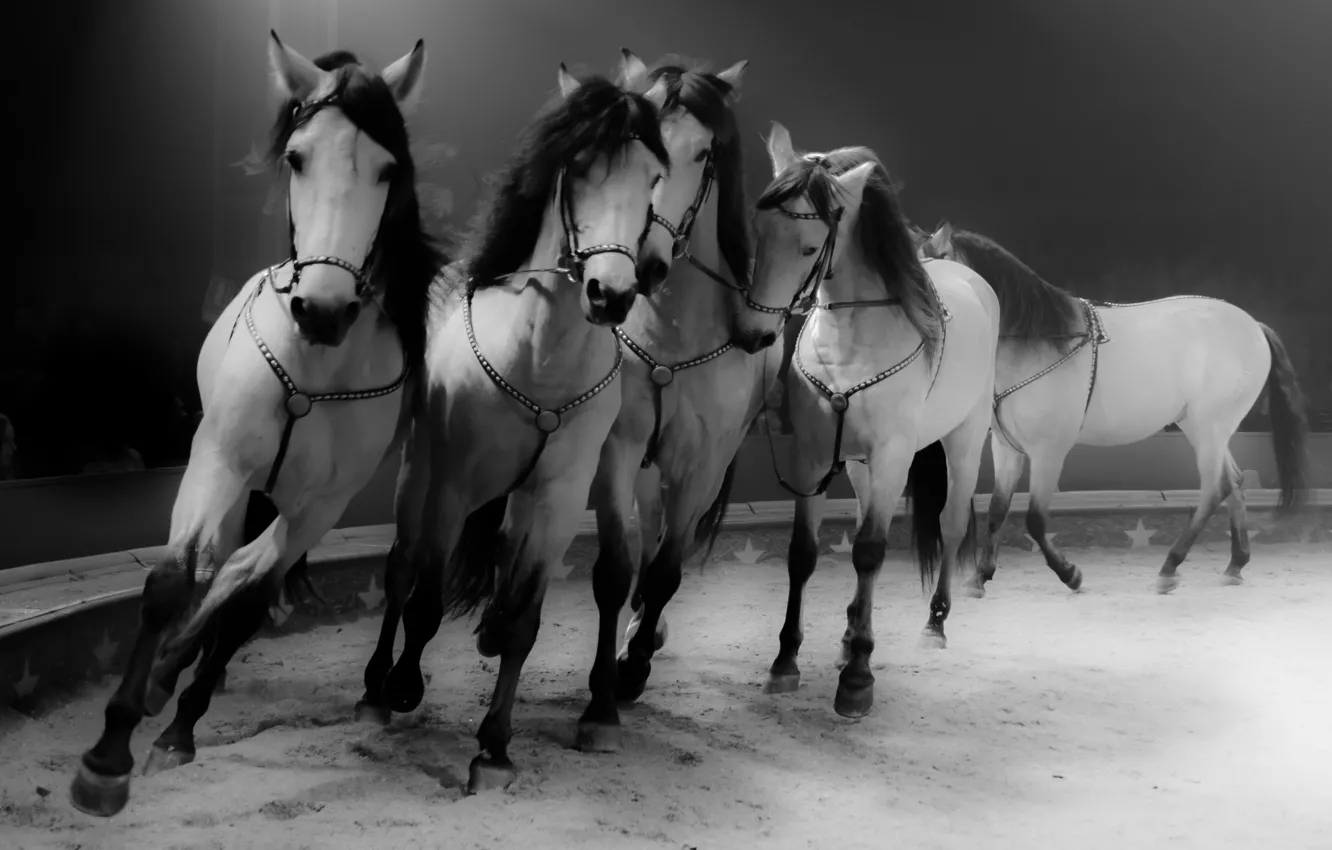 Photo wallpaper background, horses, horse, circus