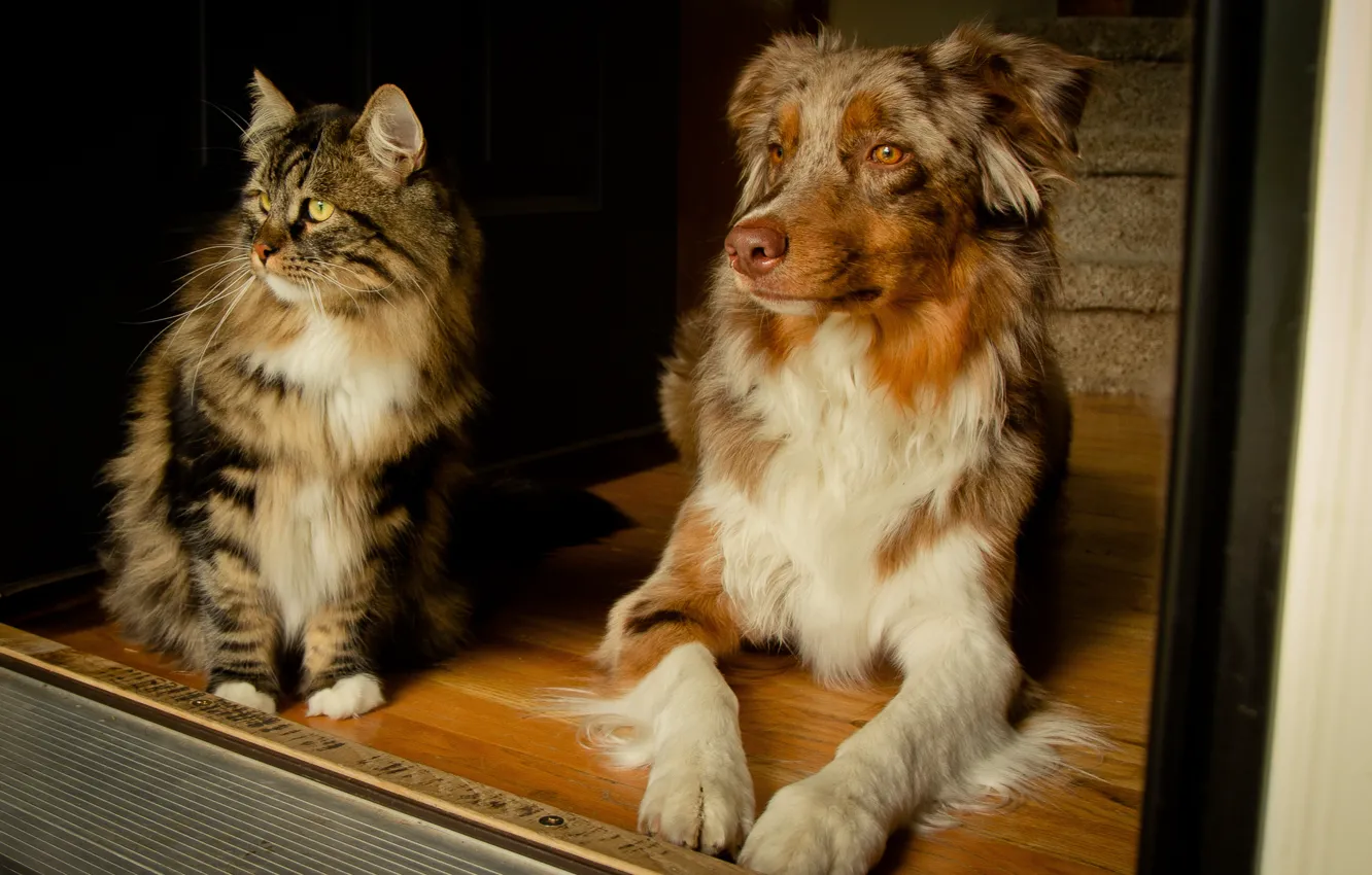 Photo wallpaper cat, dog, Australian shepherd