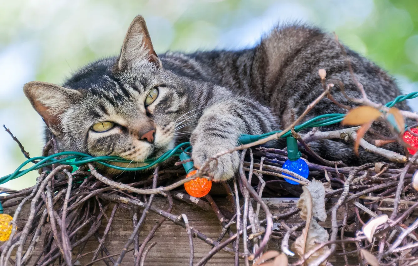 Photo wallpaper cat, branches, garland, light bulb