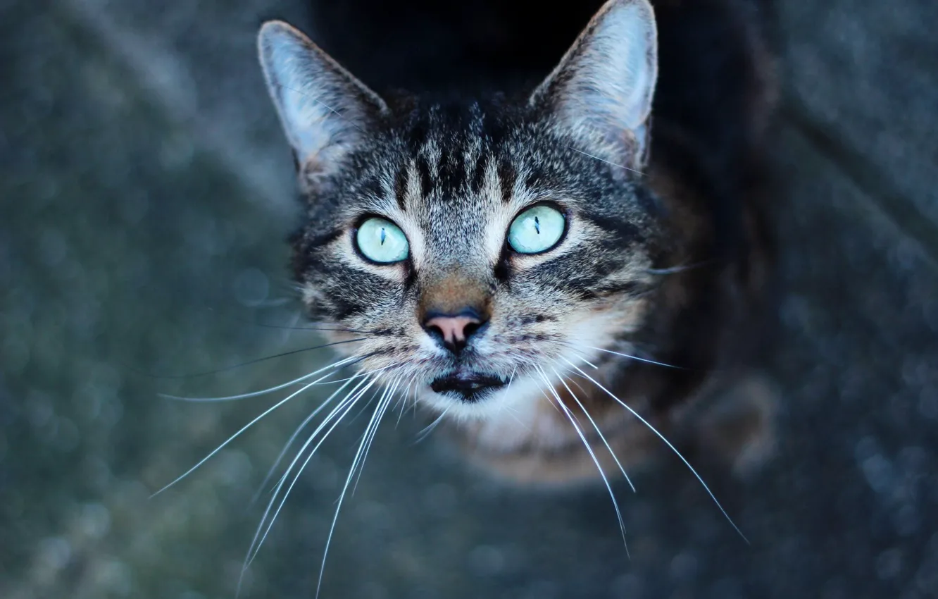 Photo wallpaper cat, cat, looking up