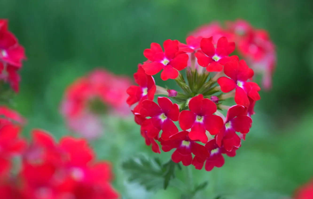 Photo wallpaper summer, flowers, red, red flower, shirokoformatnye