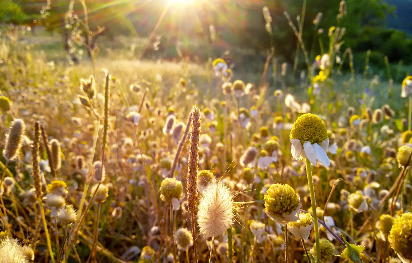 Photo wallpaper grass, macro, Greece, rays of Sun, Last rays, daisies