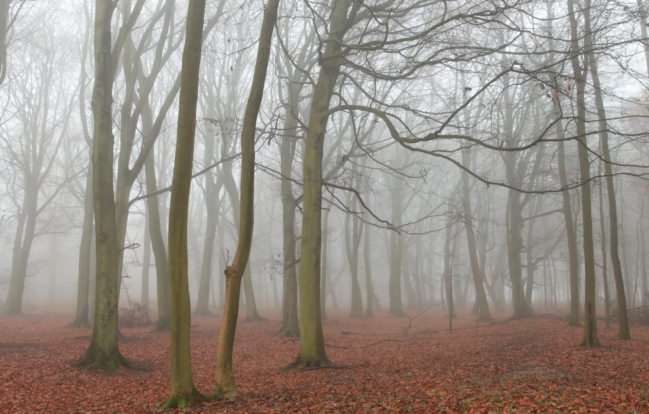 Photo wallpaper autumn, forest, landscape