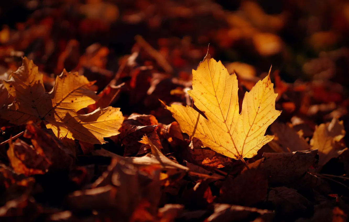 Photo wallpaper autumn, leaves, nature