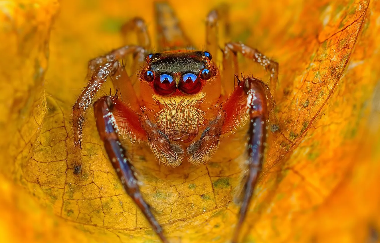 Photo wallpaper leaves, yellow, spider, autumn, jumper, jumper