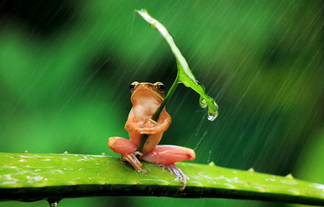 Photo wallpaper background, rain, leaf, frog