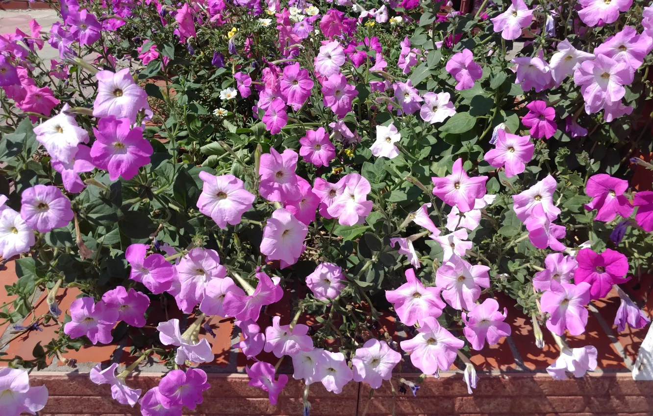 Photo wallpaper summer, flowerbed, Petunia, Mamala ©
