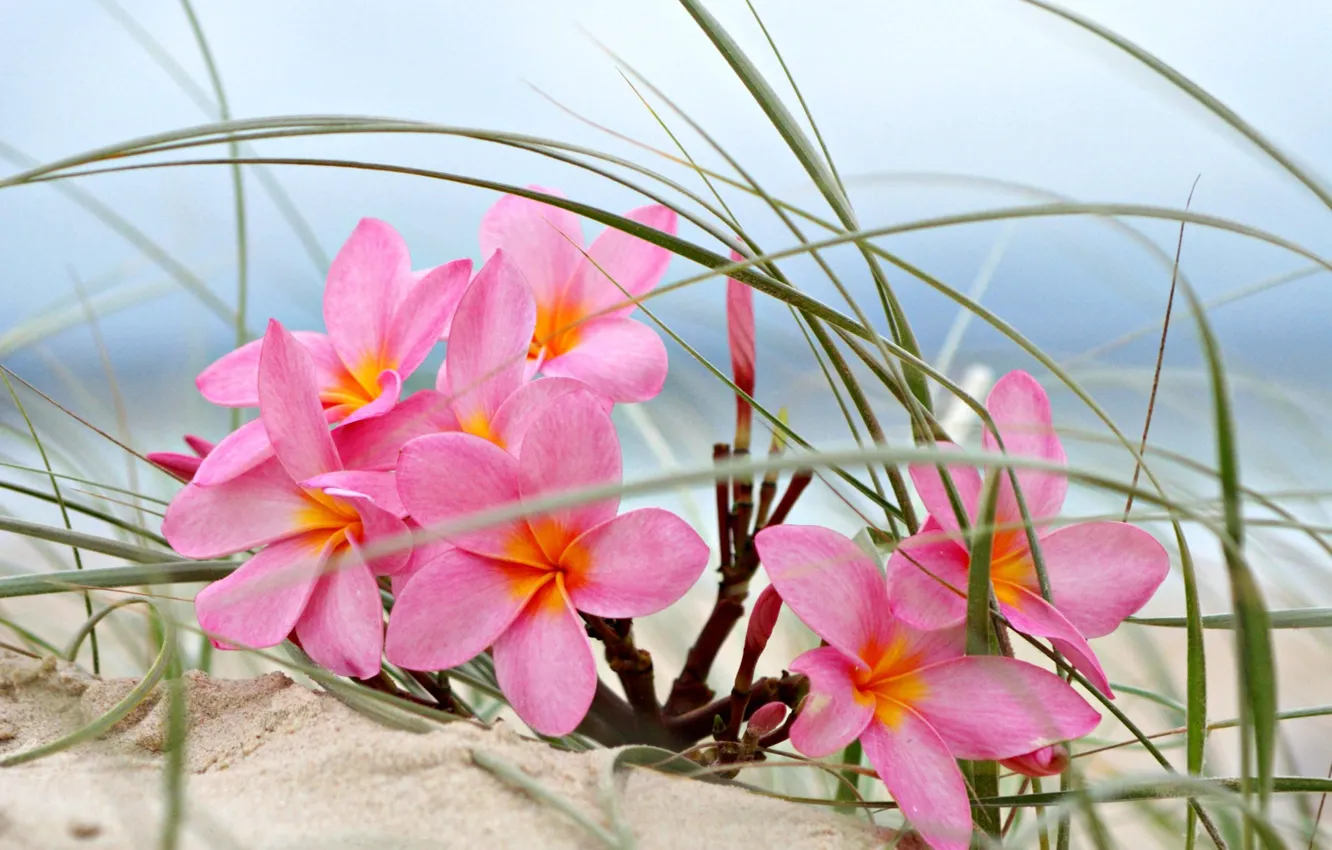 Photo wallpaper beach, flowers, sand, dune, plumeria