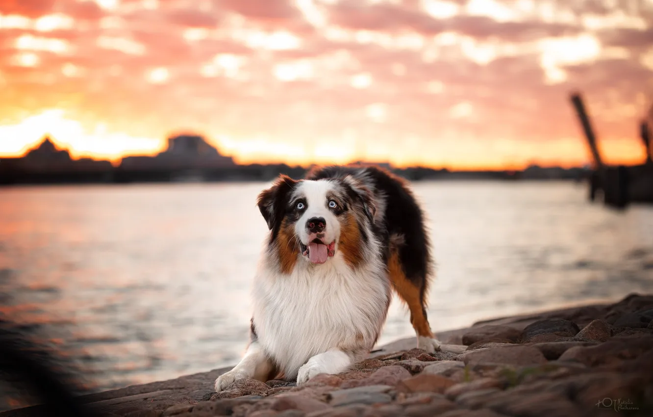 Photo wallpaper the city, river, dog, Peter, Saint Petersburg, dog, Neva, Aussie