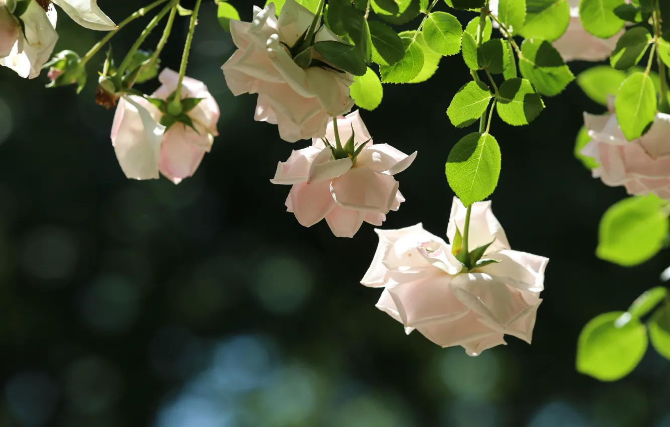 Photo wallpaper tenderness, roses, bokeh
