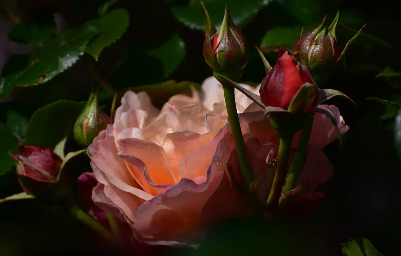 Photo wallpaper macro, light, flowers, the dark background, roses, shadow, petals, pink
