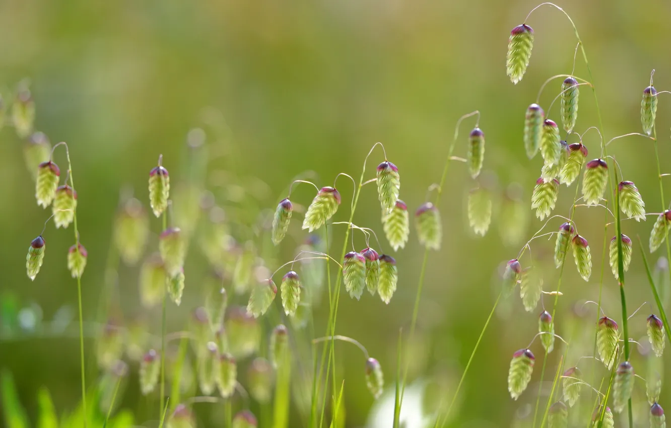 Photo wallpaper grass, macro, nature