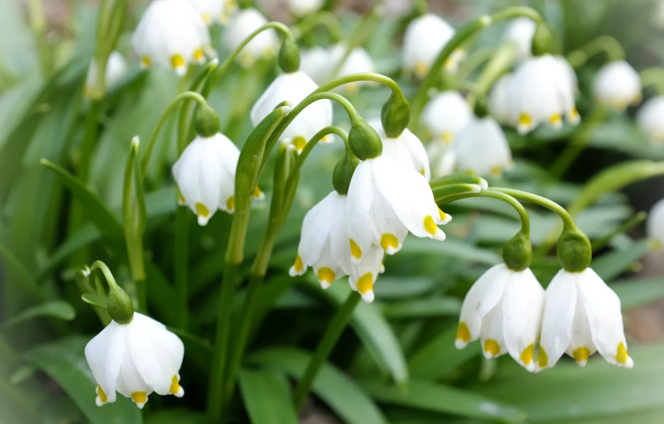 Photo wallpaper macro, flowers, blur, snowdrops, white, bokeh