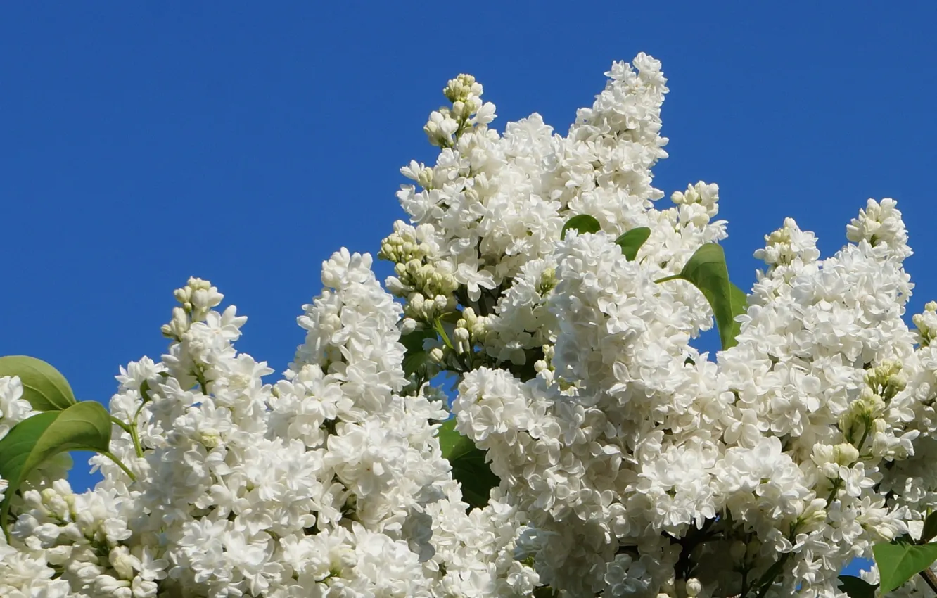 Photo wallpaper white, lilac, blooming