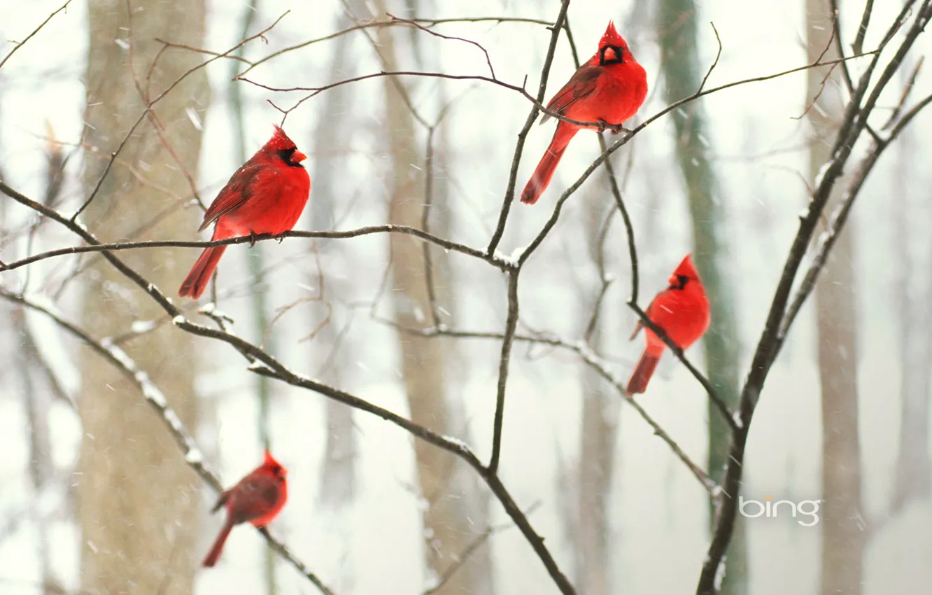 Photo wallpaper winter, forest, snow, birds, Park, tree, Wallpaper, branch