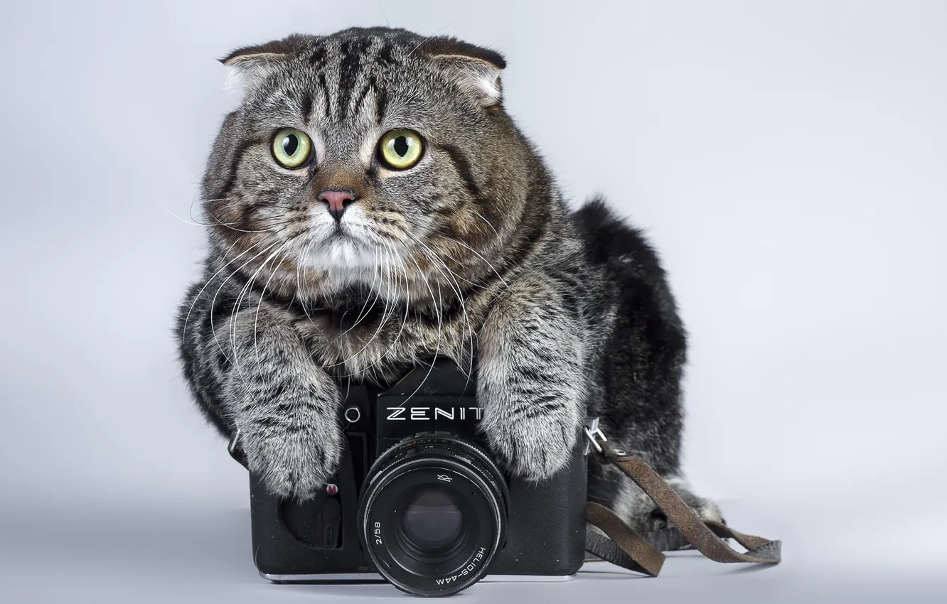 Photo wallpaper cat, look, Zenit