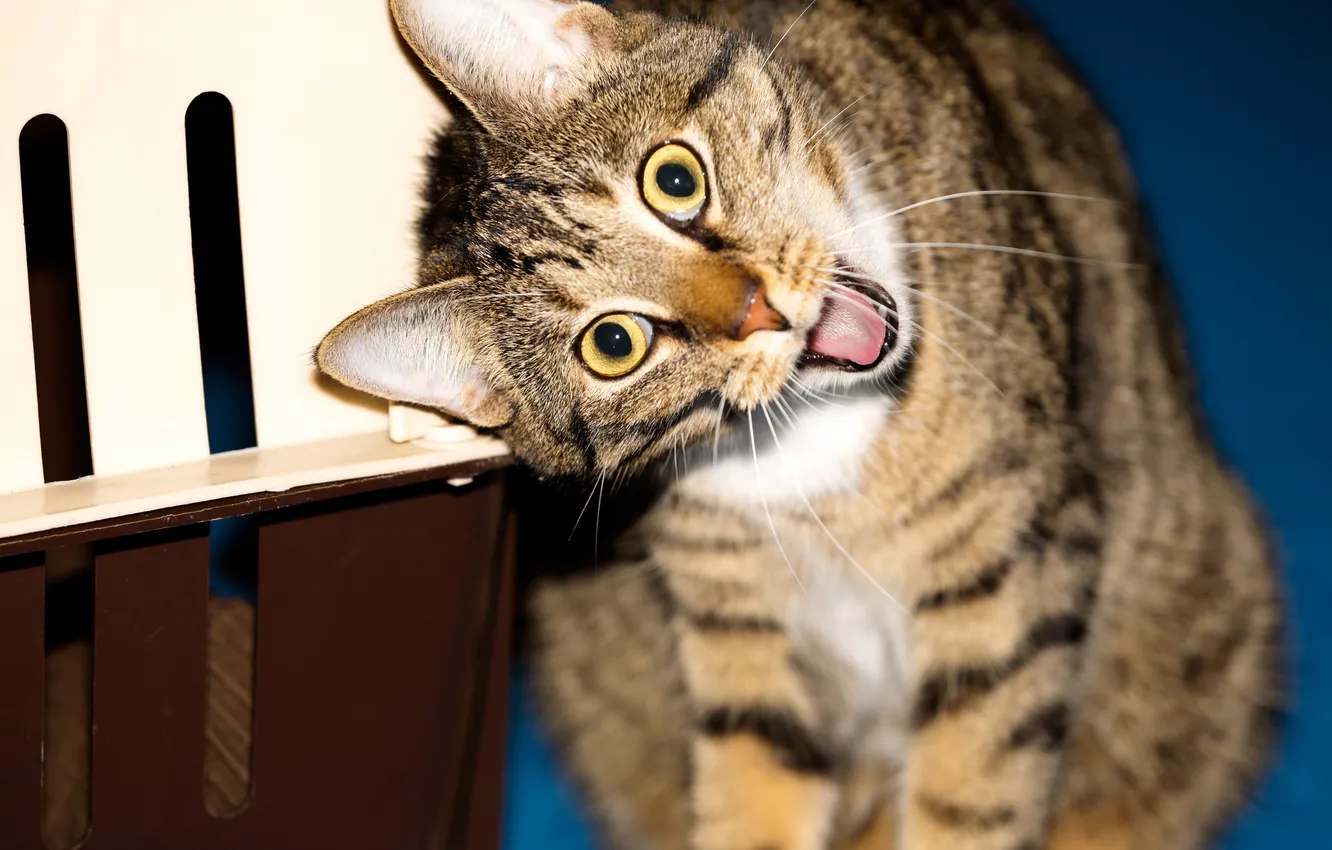 Photo wallpaper cat, look, Koshak, grimace, Tomcat