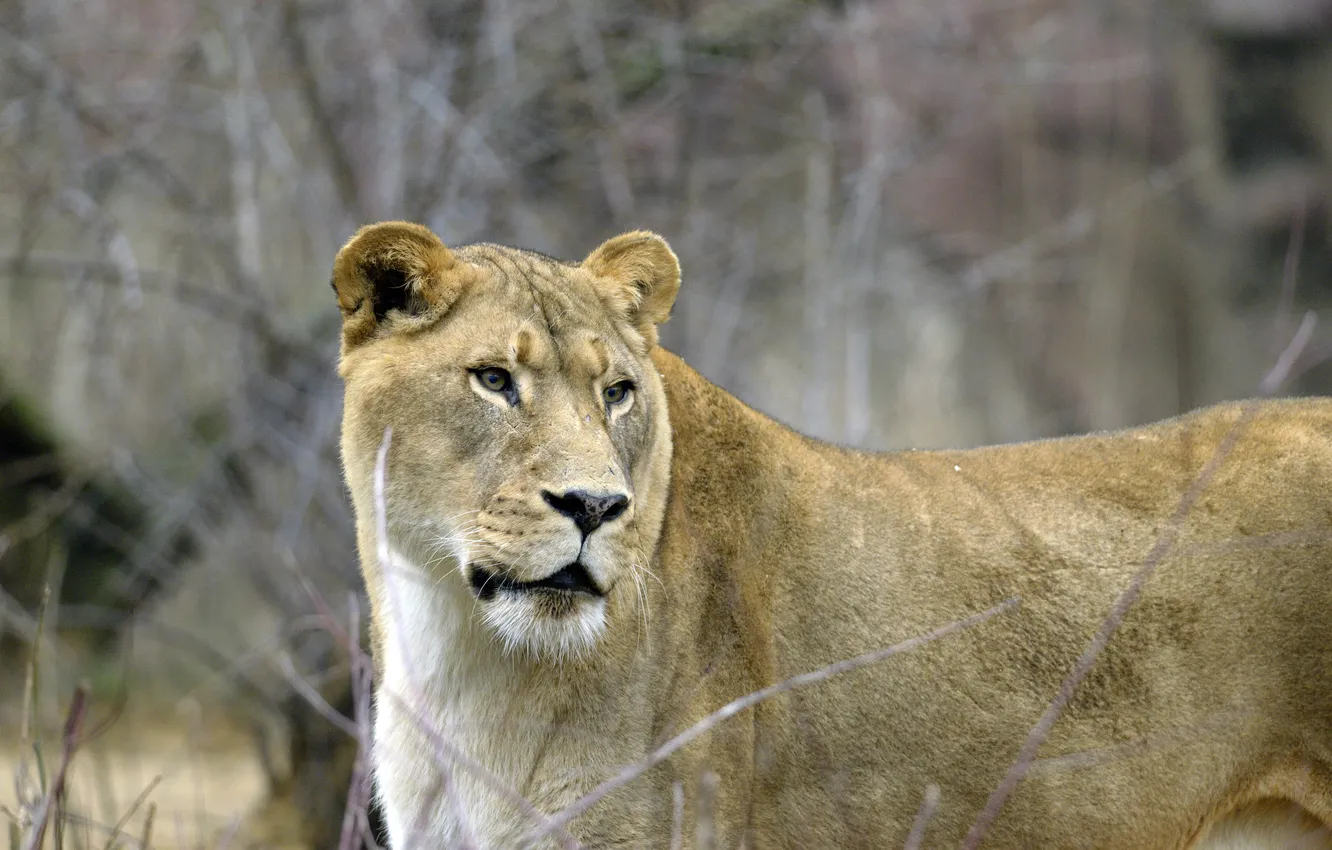 Photo wallpaper cat, look, lioness