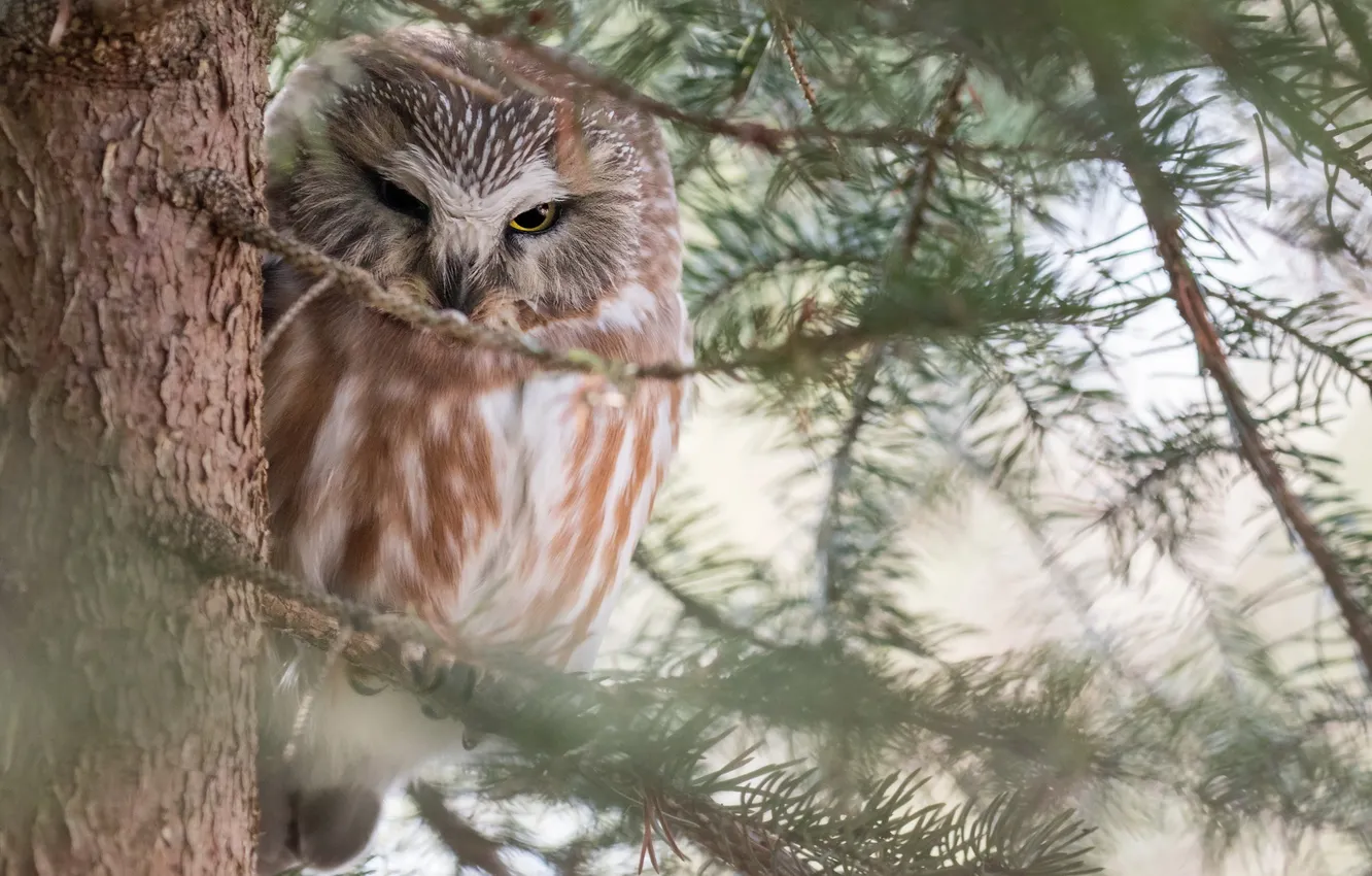 Photo wallpaper nature, owl, bird