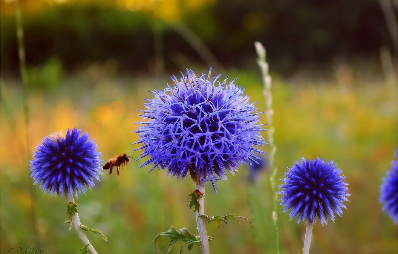 Photo wallpaper Bumblebee, Blue flowers, Blue flowers