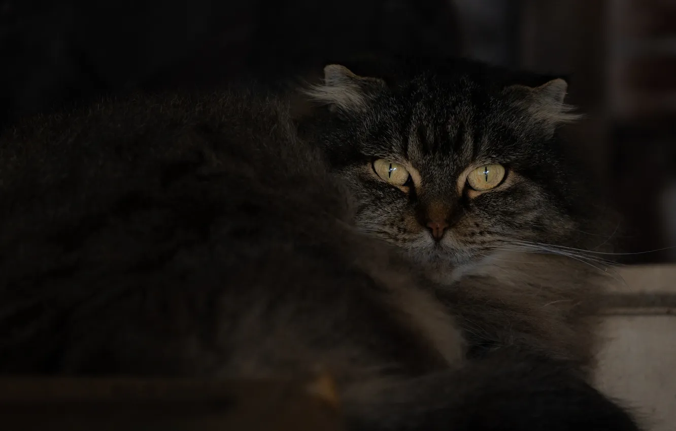 Photo wallpaper cat, cat, mustache, look, pose, the dark background, grey, portrait