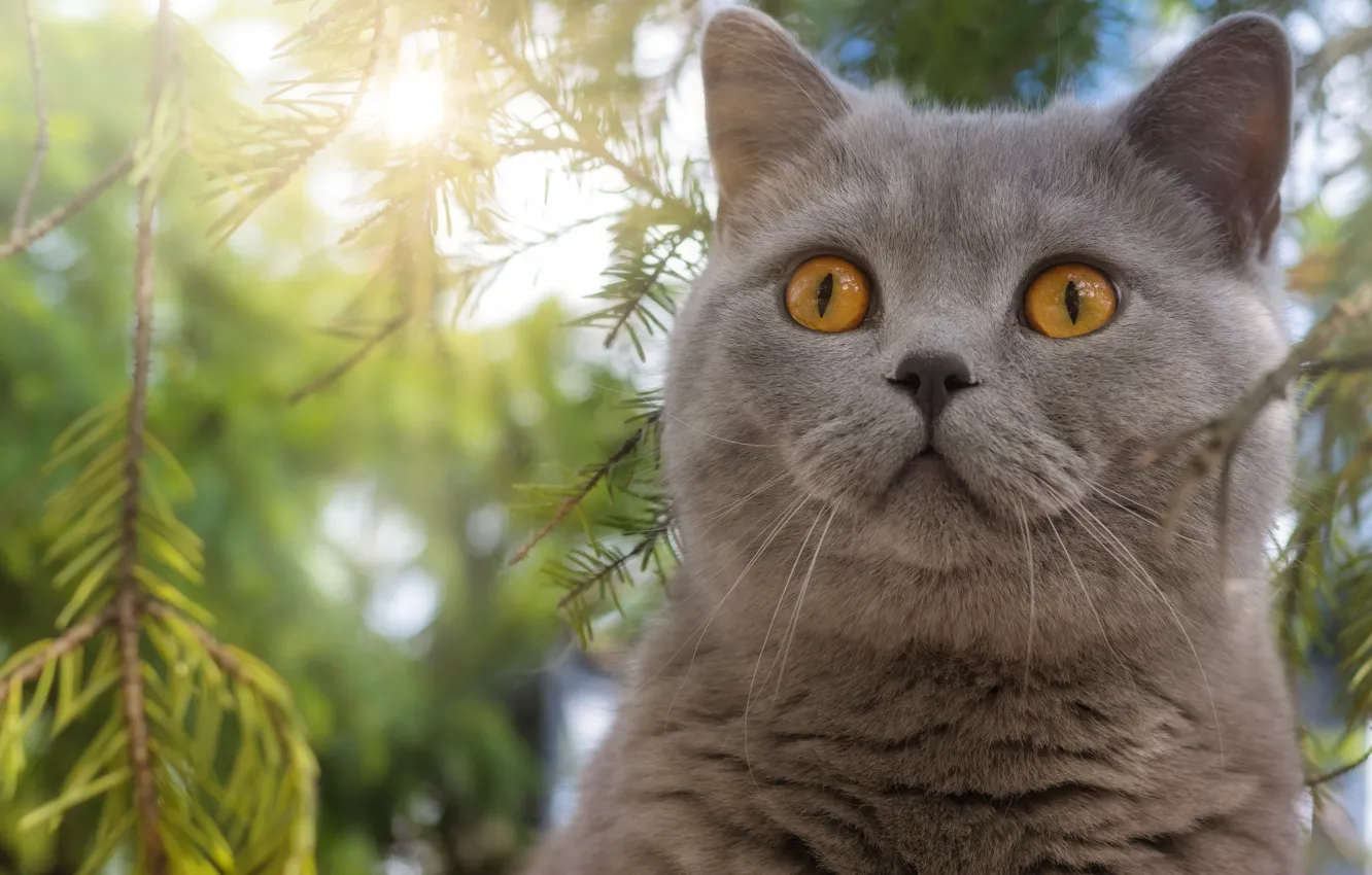 Photo wallpaper cat, cat, look, face, branches, pose, grey, portrait