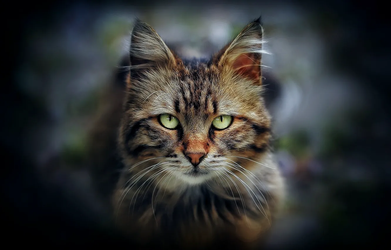 Photo wallpaper cat, look, portrait, muzzle, green eyes, cat
