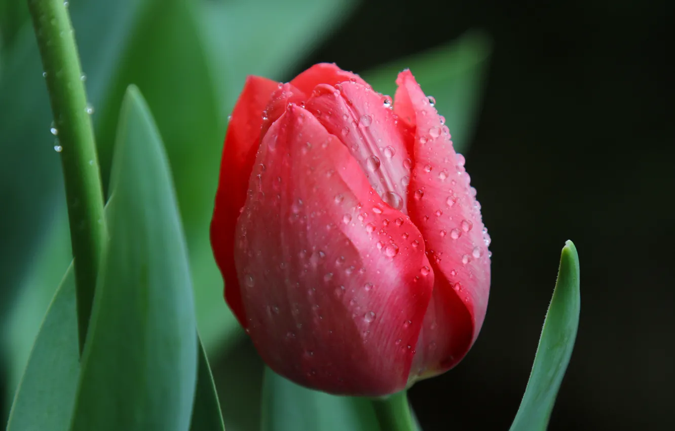 Photo wallpaper drops, red, tulips