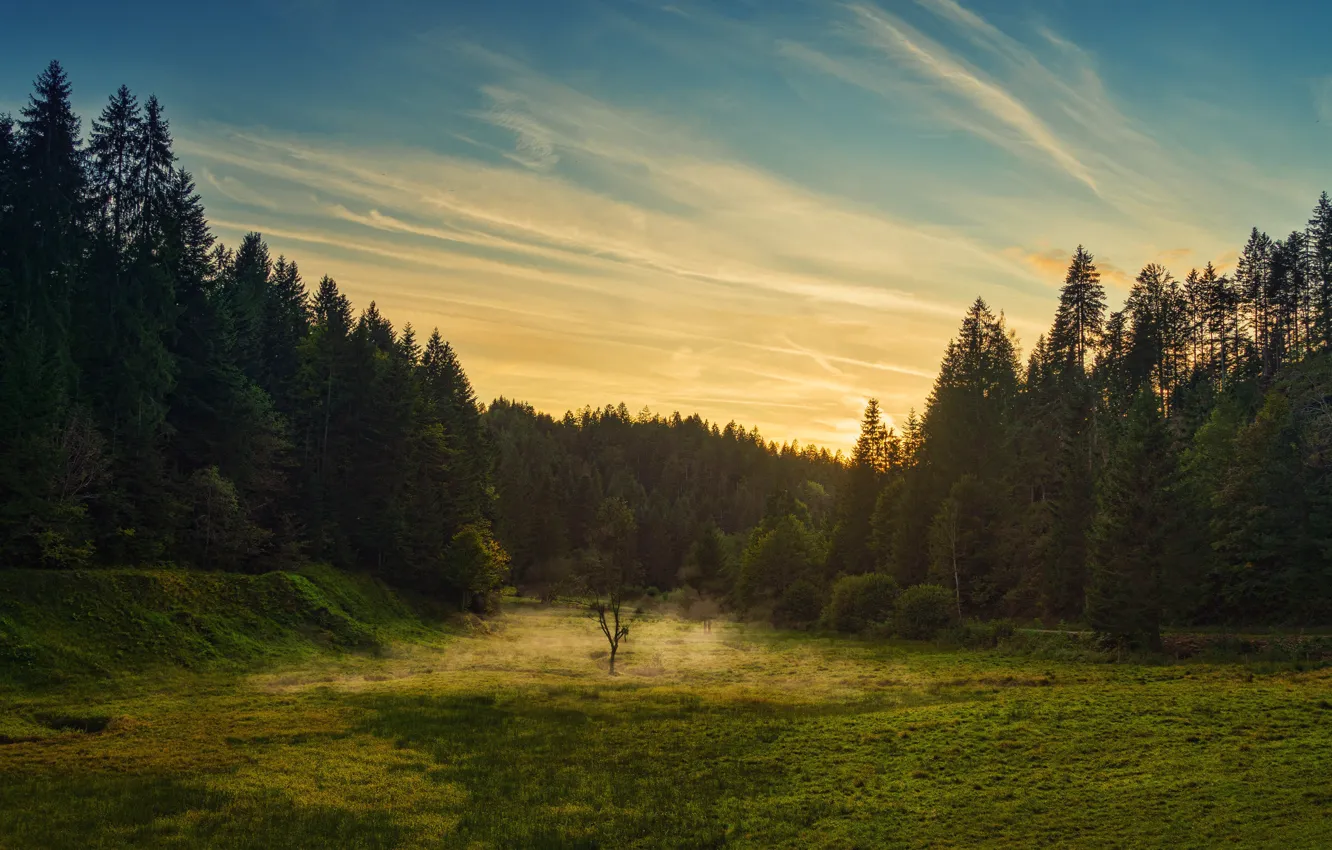 Photo wallpaper forest, the sky, clouds, trees, sunset, glade, ate