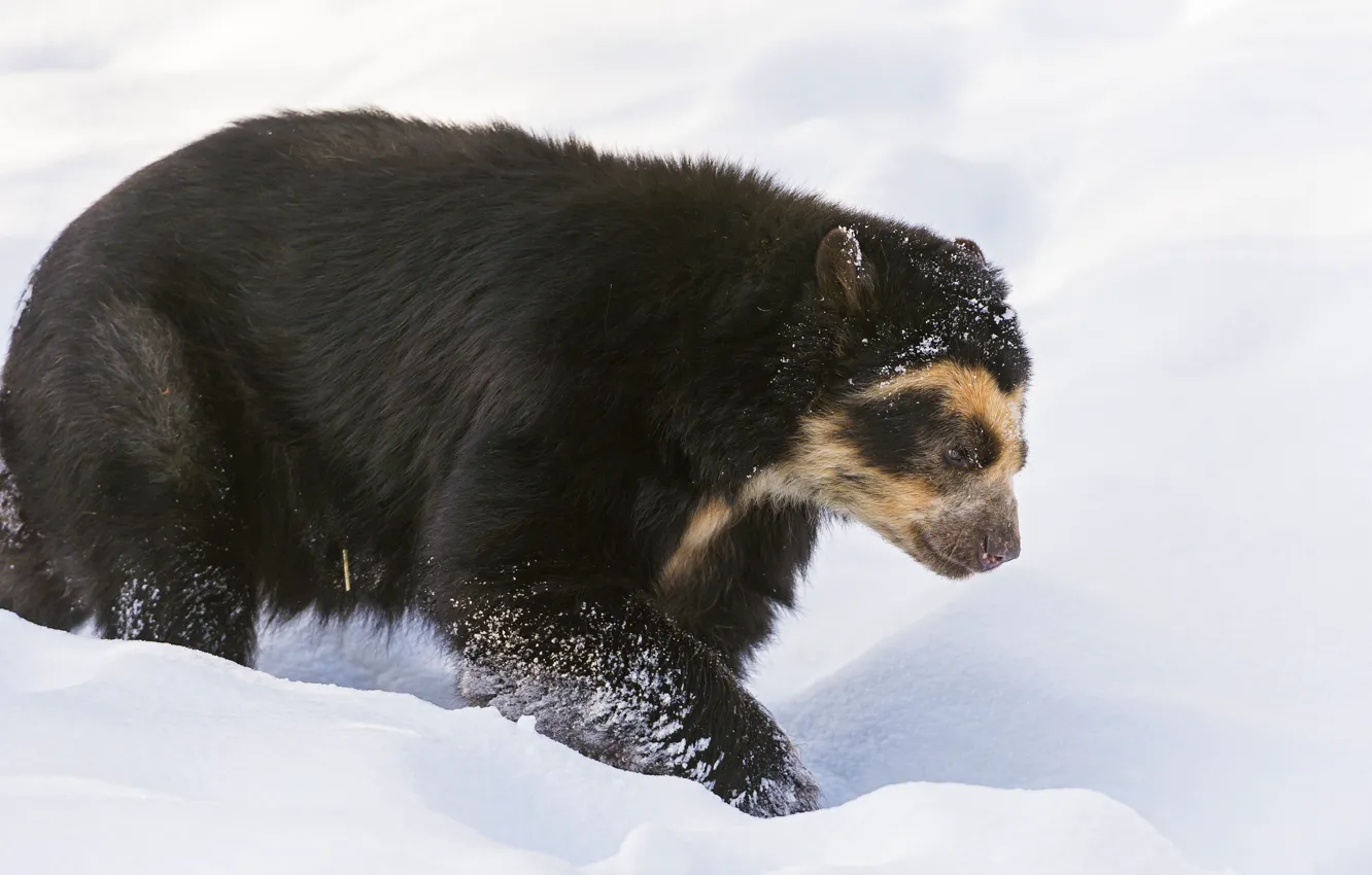 Photo wallpaper winter, snow, bear, spectacle