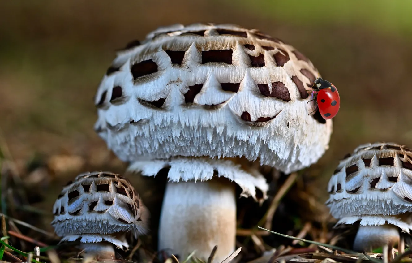 Photo wallpaper forest, garden, plant, mushroom forest reaper, autunm