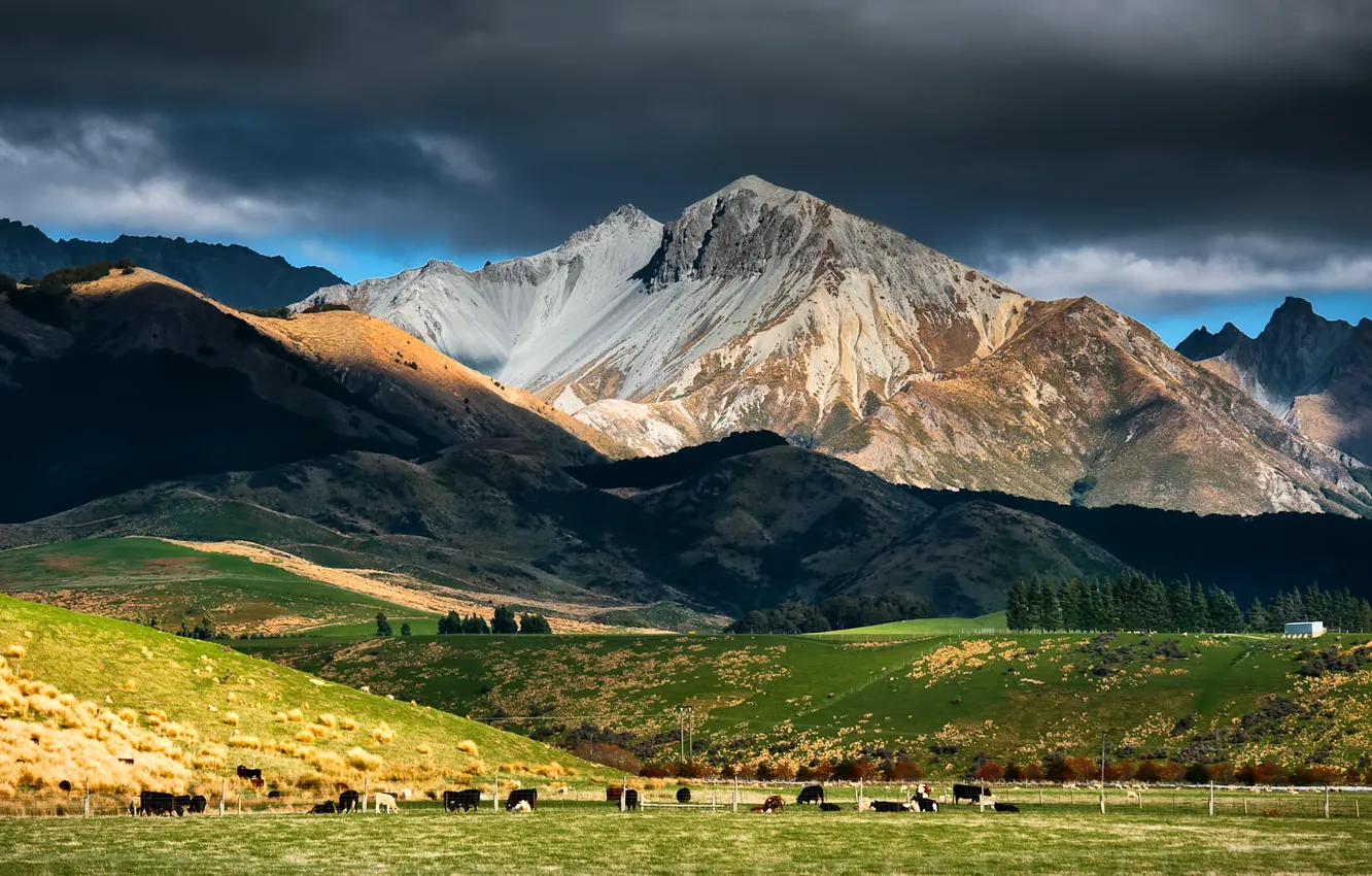 Photo wallpaper the sky, mountains, clouds, cows, pasture, new Zealand, cattle, the herd