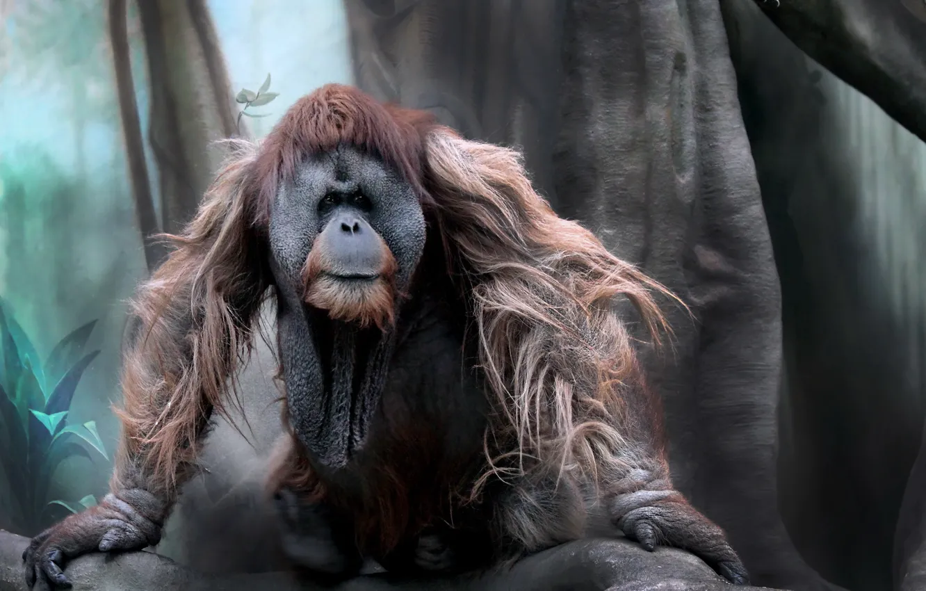 Photo wallpaper nature, pose, monkey, the primacy of, orangutan